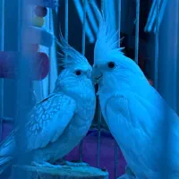 عروس هلندی جفت مولد سالم|پرنده|فردیس, شهرک ارم|دیوار