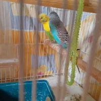 جفت مرغ عشق