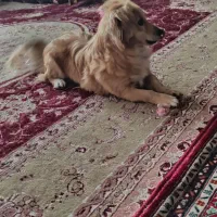 گمشده|حیوانات|خوی, |دیوار