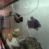 ماهی اکواریوم