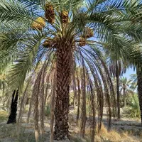 فروش زمین کشاورزی حاجی اباد معدنوییه|فروش دفتر صنعتی، کشاورزی، تجاری|حاجی آباد, |دیوار