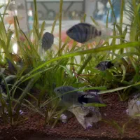 ماهی پرت پلار