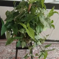 انواع گل زیباوسرحال
