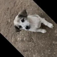 توله سگ نر|سگ|آشخانه, |دیوار