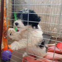 واگذاری شیتزو