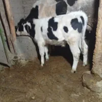 گاو شیری و گوساله نر بالا 200کیلو