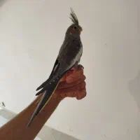 عروس هلندی البینو لوتینو سیامون دستی|پرنده|قم, قلعه کامکار|دیوار