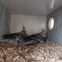 فروش تعدادی پرنده به صورت نقد و چک صیادی