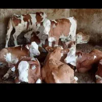 فروش بهترین گوساله نر