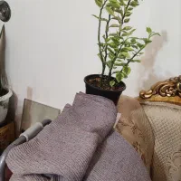 شال پفکی و گل|لباس|مرند, |دیوار