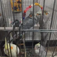 عروس هلندی|پرنده|کرج, کلاک نو|دیوار