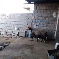 میش و بره|حیوانات مزرعه|شوشتر, |دیوار