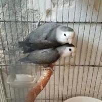 طوطی برزیلی جوجه و مولد