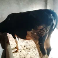 گاو تلیسه گوشتی ۲دندان  کمتر از ۲سال سن