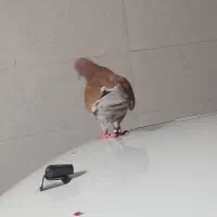 کبوتر آهنی نسل پلاکی|پرنده|بندر امام خمینی, |دیوار