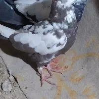 کفتر پلاکی سالم|کلکسیون و سرگرمی|ابهر, |دیوار