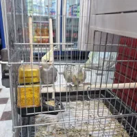 جفت مولد عروس هلندی