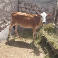 گوساله دورگ سیمینتال