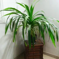 گیاه طبیعی