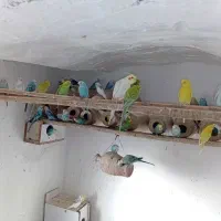 مرغ عشق معاوضه|پرنده|گنبد کاووس, |دیوار