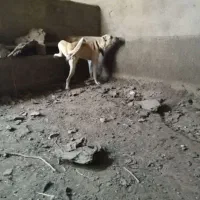 سگ سرابی|سگ|قزوین, |دیوار