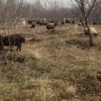 تعداد ۸راس بره نر سالم وسرحال