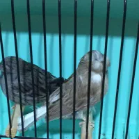 قناری گلاستر|پرنده|ری, هاشمآباد|دیوار