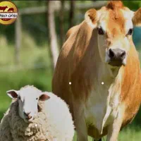 کار در میدان دواب