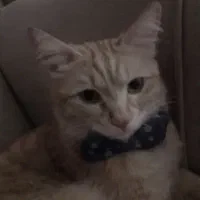 واگذاری|گربه|ورامین, خیر آباد|دیوار