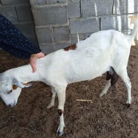 کهره ماده