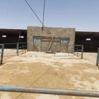 گاوداری صنعتی، جاده قوژد پشت مرغداری حاتمی نژاد|اجارهٔ دفتر صنعتی، کشاورزی، تجاری|گناباد, |دیوار