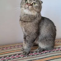 واگذاری گربه اسکاتیش گلد نر ۲سال ونیم|گربه|تهران, شهرک چیتگر|دیوار