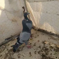 جفت کبوتر سبز دوخط فروشی