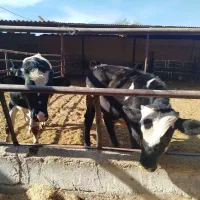 گوساله نر ـ سیمینتال ـ دورگ ـ محلی ( کــوار)|حیوانات مزرعه|طسوج, |دیوار