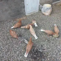 دم سفید|پرنده|تربت‌حیدریه, باغ ملی|دیوار