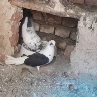 کبوتر