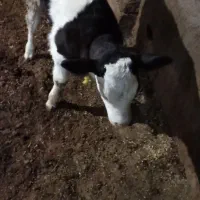 گاو شیری با گوساله|حیوانات مزرعه|امام, |دیوار