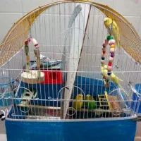 مرغ عشق هلندی