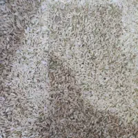 برنج چمپا(چلتیک)