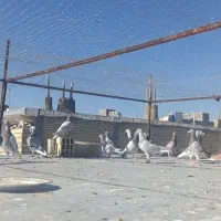 کفتر|پرنده|شیراز, کوشک میدان|دیوار