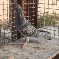 کبوتر رنگی.  وپلاکی