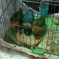 کوتوله برزیلی فیشر|پرنده|جهرم, |دیوار