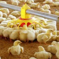 جوجه راس کد ۳۰۸ تخم نطفه دار راس ارسال  برای کشور|حیوانات مزرعه|یزد, |دیوار