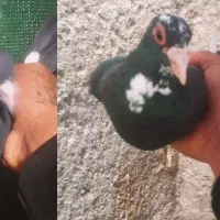 کفتر پلنگ معامله با بله رنگی یا قناری نر بخون