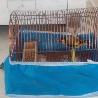 سهره نر باقفس|پرنده|تبریز, |دیوار