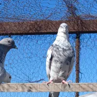 کبوتر پرشی.|پرنده|مبارکه, |دیوار