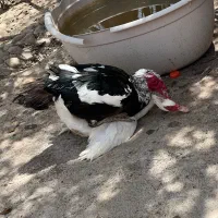 اردک اسرائلی|حیوانات مزرعه|اصفهان, جلفا|دیوار