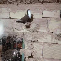 کفتر پرشی ضربه