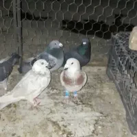 فروش کبوتر پلاکی همه نر بجز یه ماده