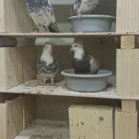 طوقی پاک شرط۲۵۰۰|پرنده|قشم, |دیوار